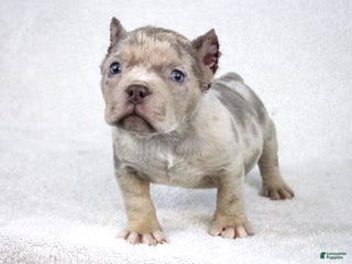 American Bully dogs Lilac Tri Merle Male - Ad 27