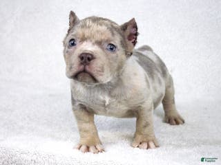 American Bully dogs Lilac Tri Merle Male - Ad 37