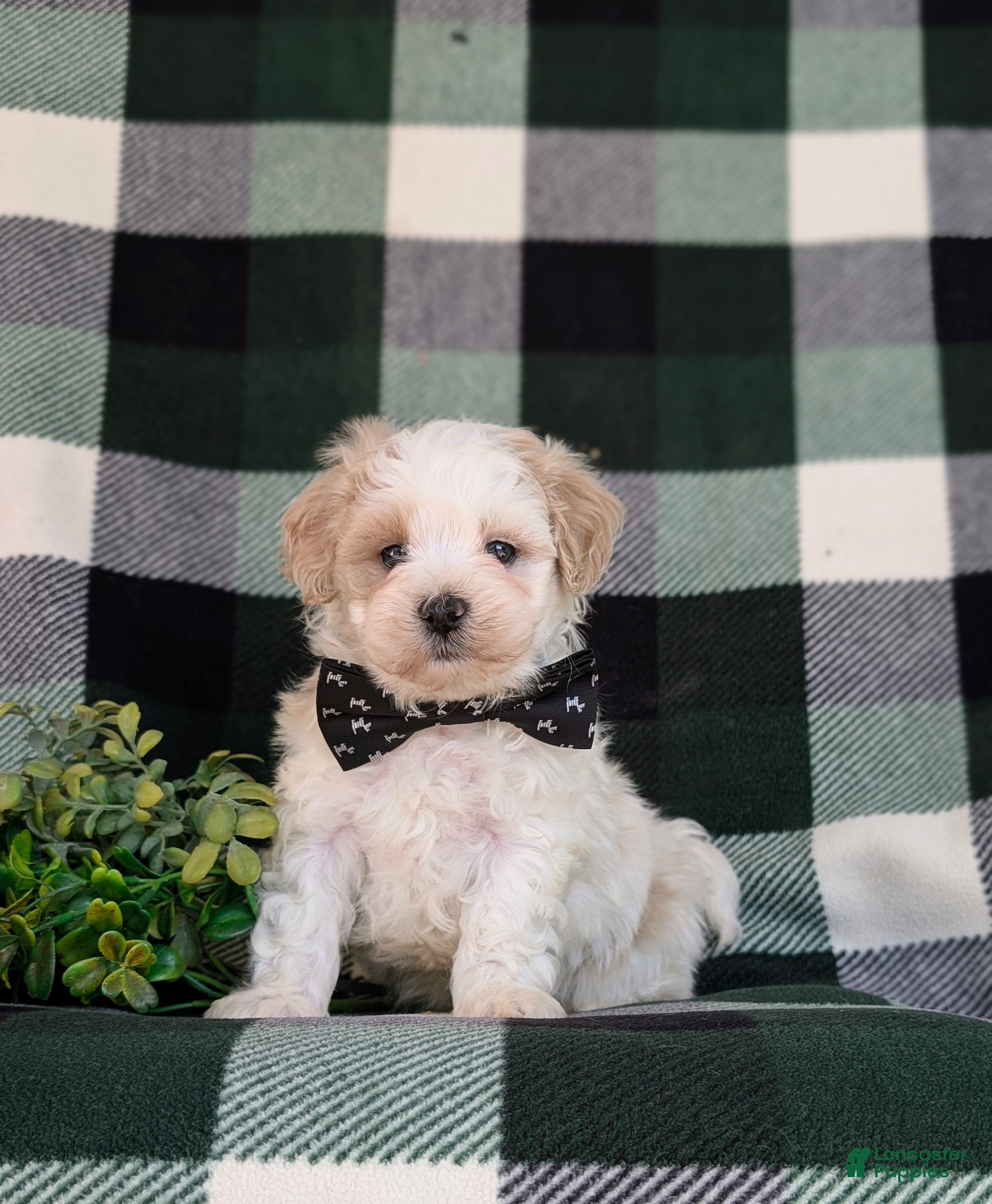 Maltipoo dogs for sale: Oscar - Ad 1