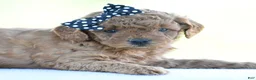 Miniature Poodle dogs for sale: Rosette - Ad 11