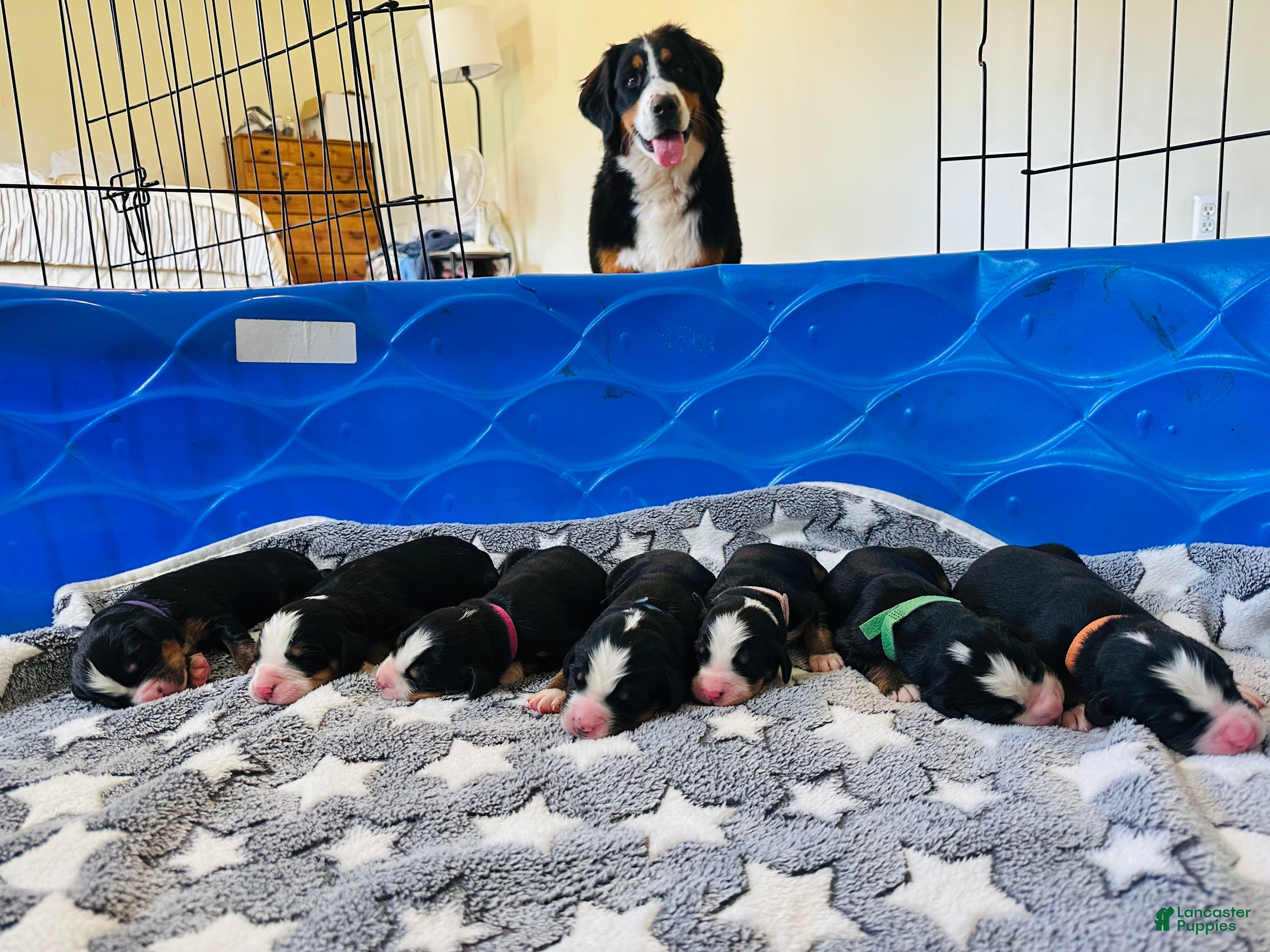 Bernese Mountain Dog dogs Berner bunch - Ad 2