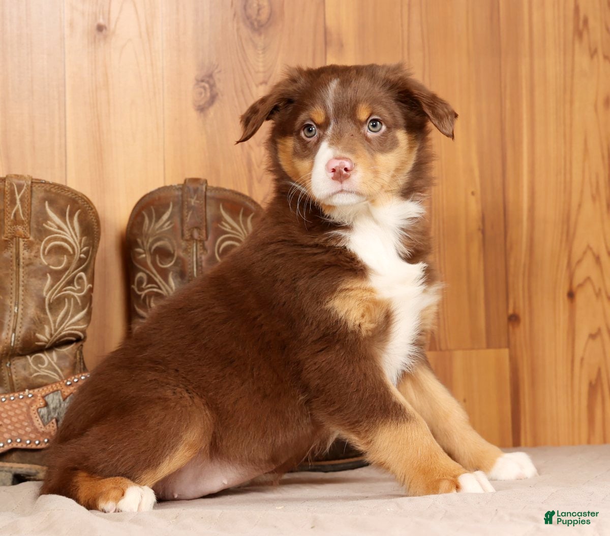 Australian Shepherd dogs Bella - Ad 9
