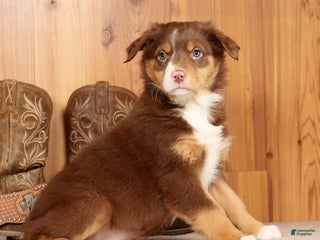 Australian Shepherd dogs Bella - Ad 5