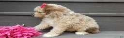 Cockapoo dogs for sale: Penny - Ad 6