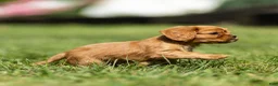 Cavalier King Charles Spaniel dogs for sale: Hazel Cavalier King Charles Spaniel  - Ad 10