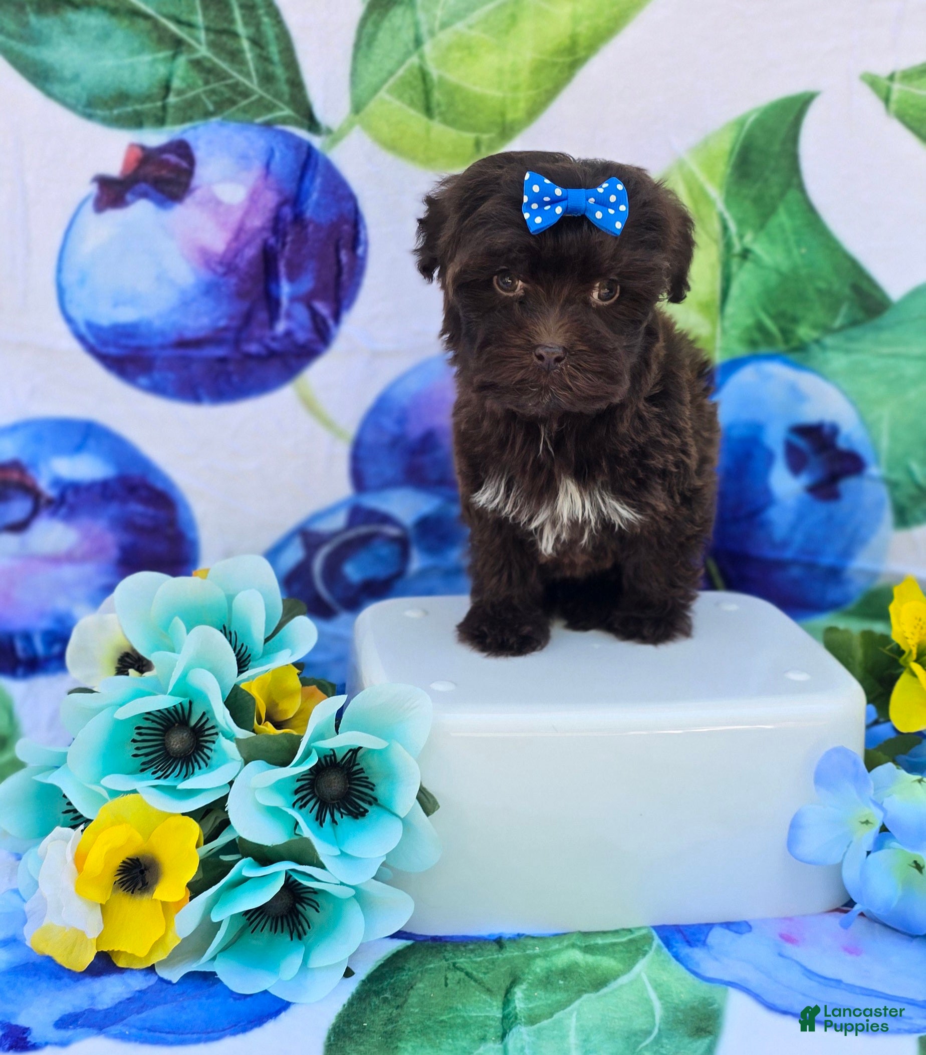 Maltipoo dogs Nuria - Ad 2