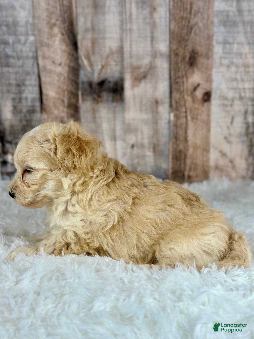 Maltipoo dogs for sale: Boy Nash - 0004 - Ad 2