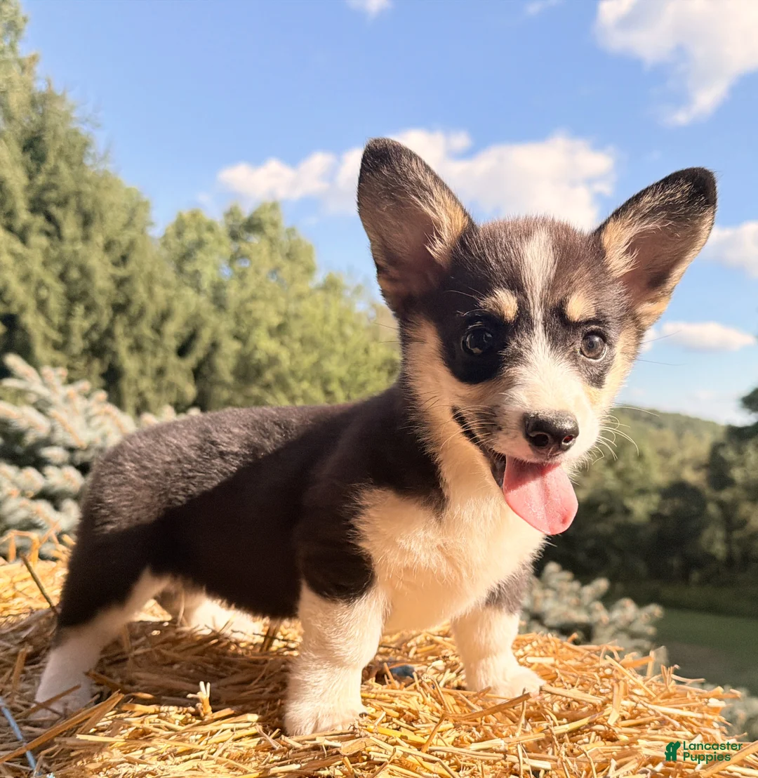 Welsh Corgi Pembroke dogs for sale: Holly - Ad 2