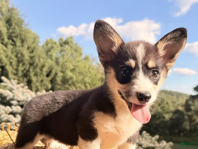 Welsh Corgi Pembroke dogs for sale: Holly - Ad 1