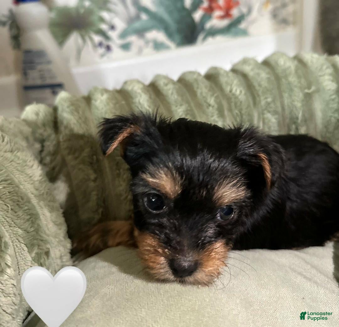 Yorkshire Terrier dogs for sale: Jamie - Ad 5