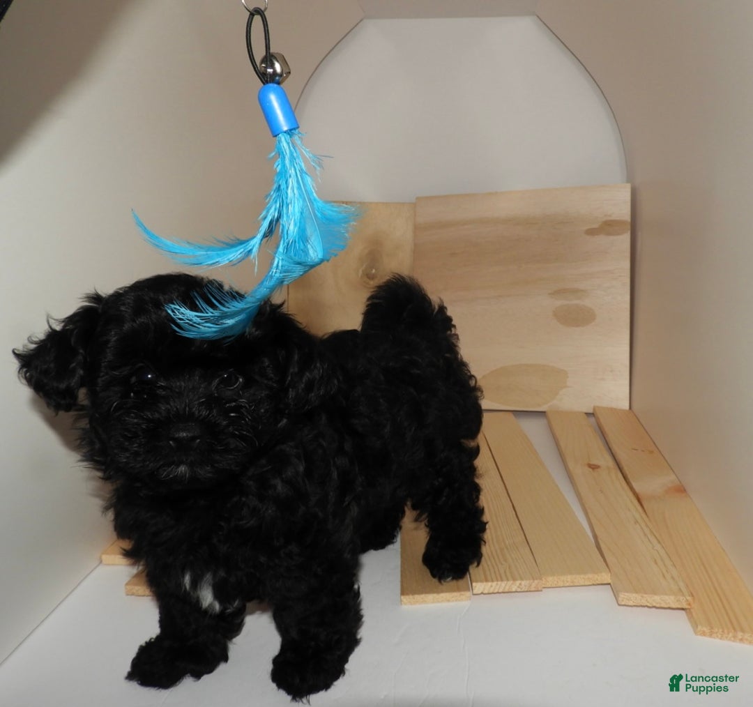 Mixed Breed dogs for sale: Mixed Breed Puppy 3 - Ad 4