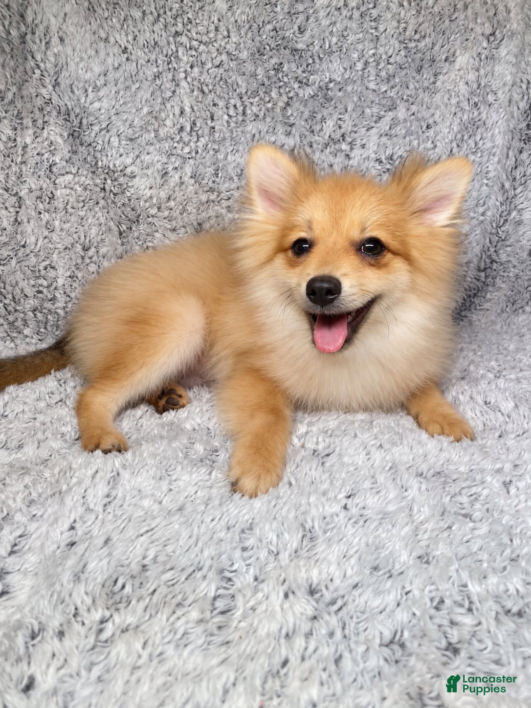 Pomeranian dogs Charlie  - Ad 2