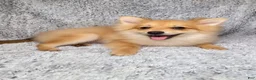 Pomeranian dogs for sale: Charlie  - Ad 2