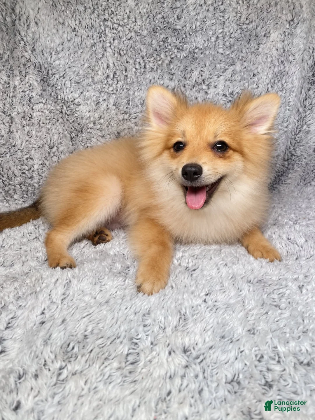 Pomeranian dogs for sale: Charlie  - Ad 2