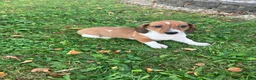 Miniature Dachshund dogs for sale: Akc Leo - Ad 5