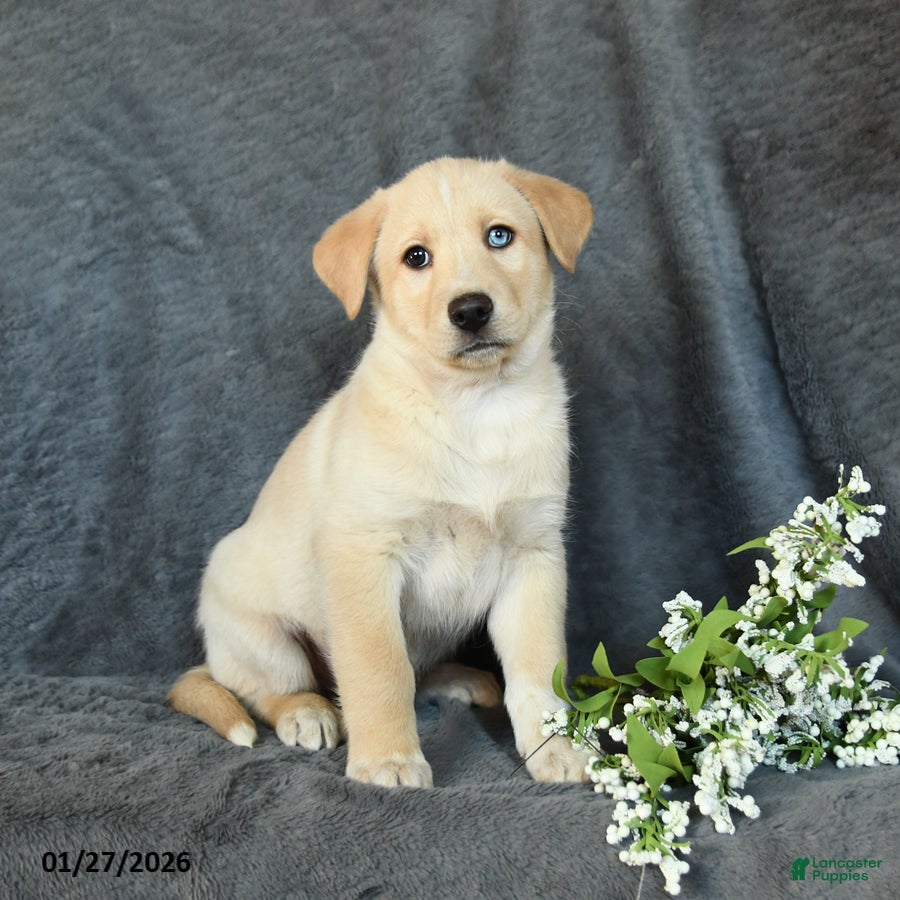 Mixed Breed dogs Fido - Ad 41