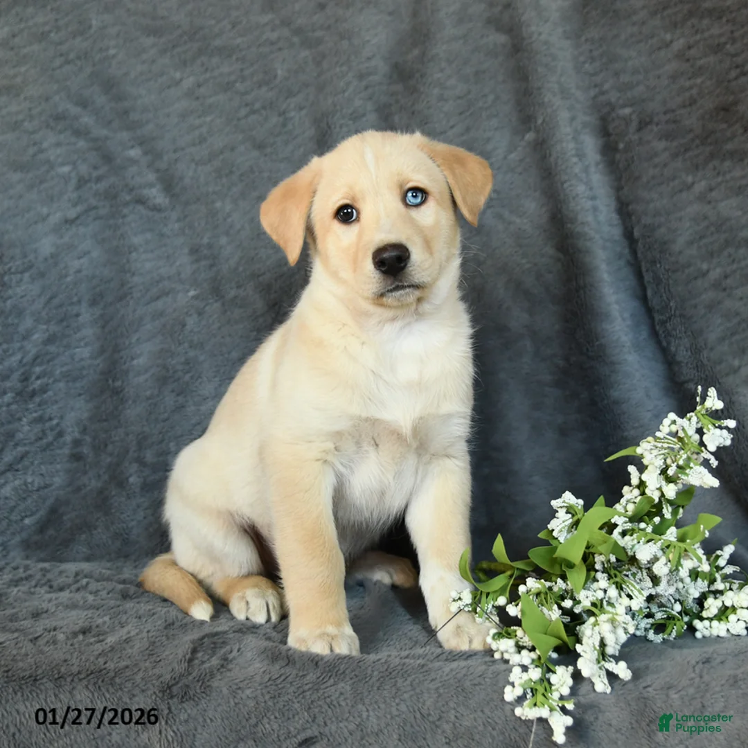 Mixed Breed dogs for sale: Fido - Ad 1