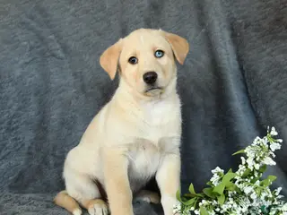 Mixed Breed dogs Fido - Ad 41