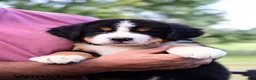 Bernese Mountain Dog dogs for sale: Winston  - Ad 5