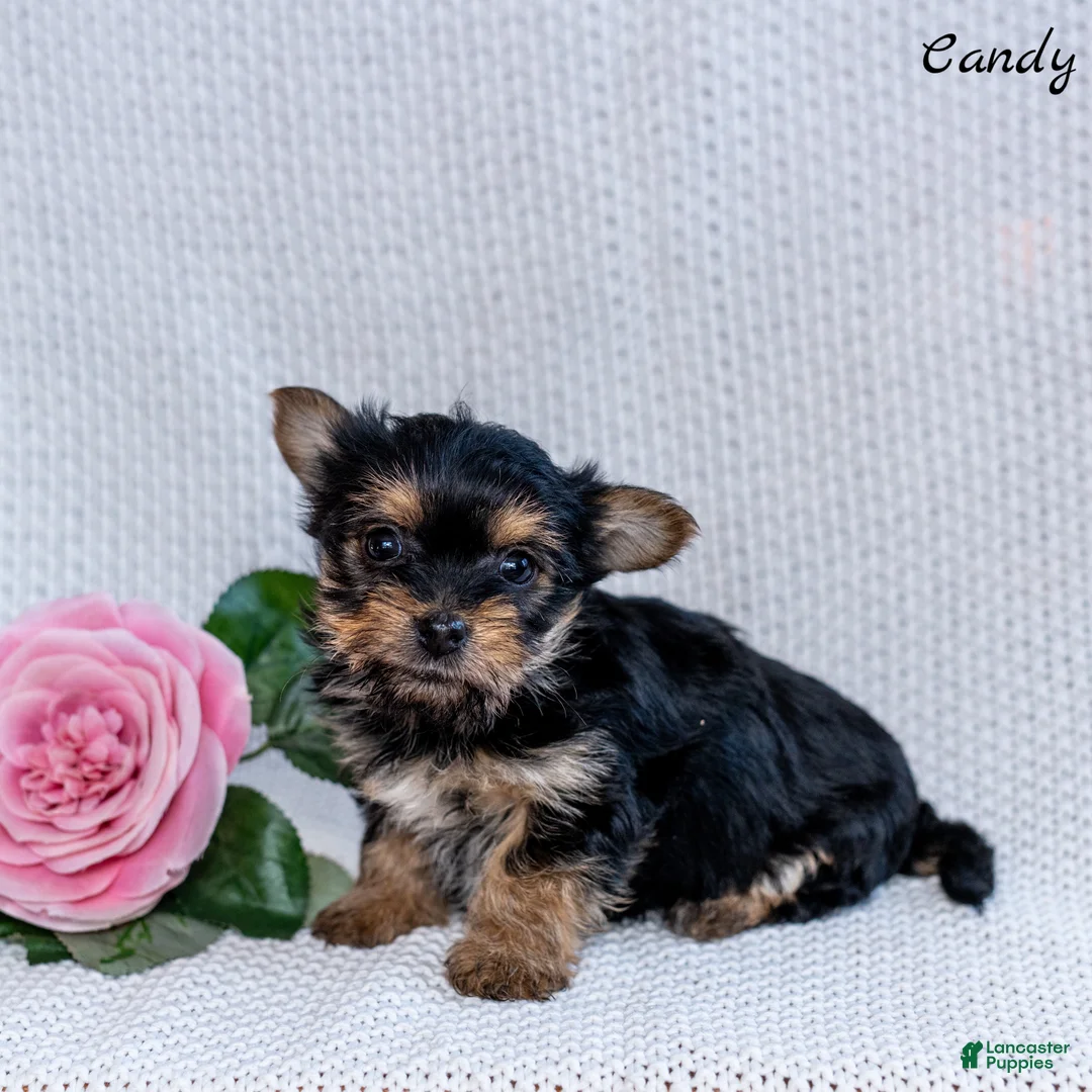 Morkie dogs for sale: Candy - Ad 4