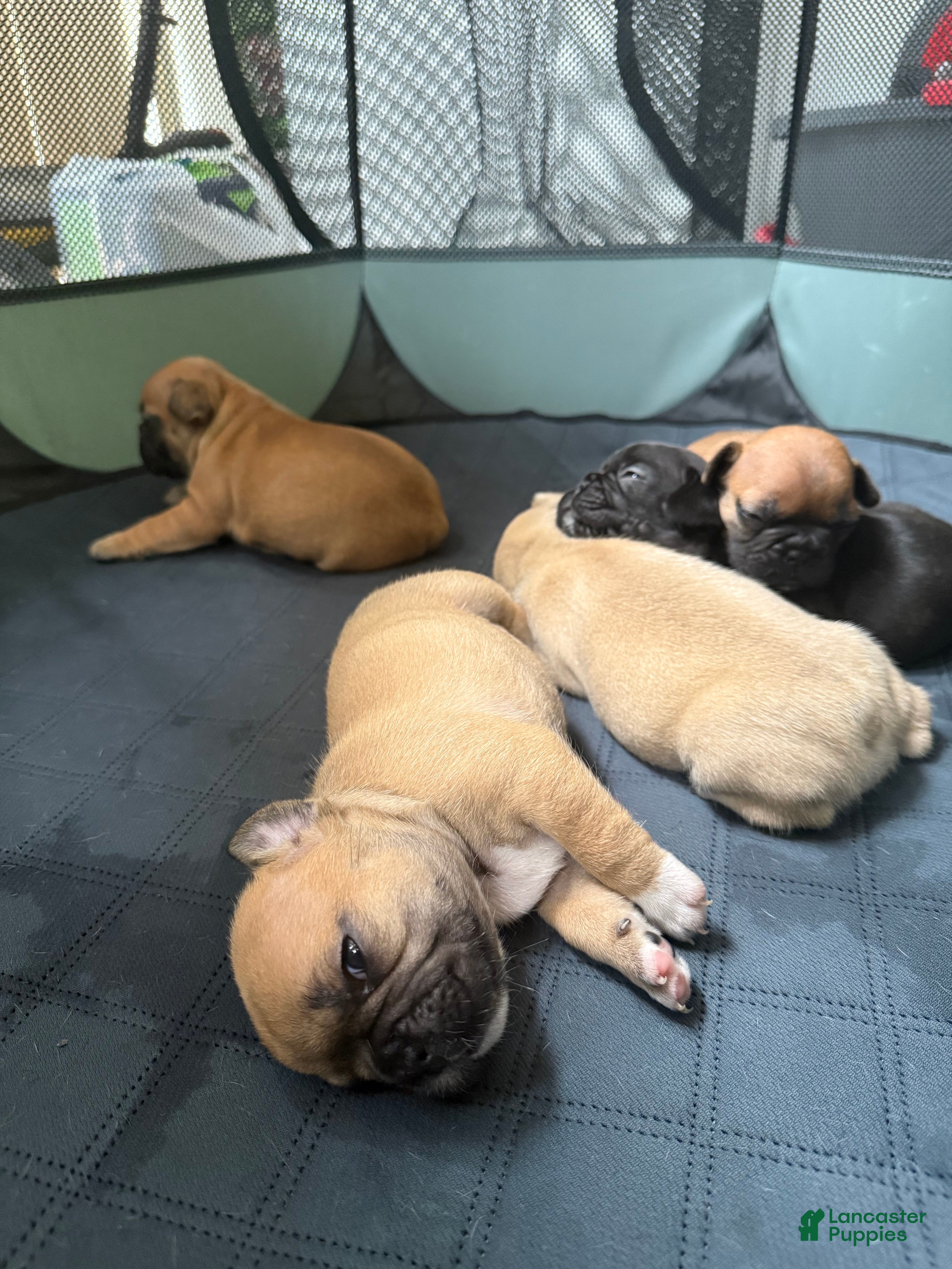 French Bulldog dogs French Bulldog 3 - Ad 5