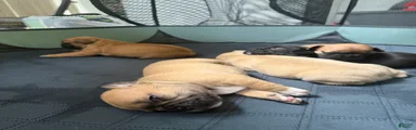 French Bulldog 3