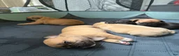 French Bulldog dogs for sale: French Bulldog 3 - Ad 1