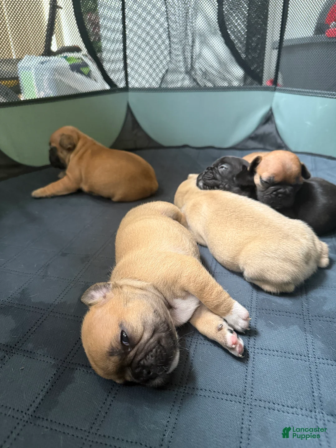 French Bulldog dogs for sale: French Bulldog 3 - Ad 1