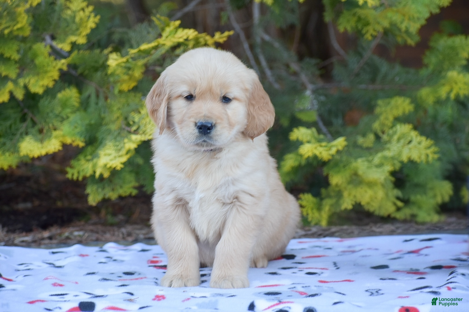 Golden Retriever dogs Benny - Ad 1