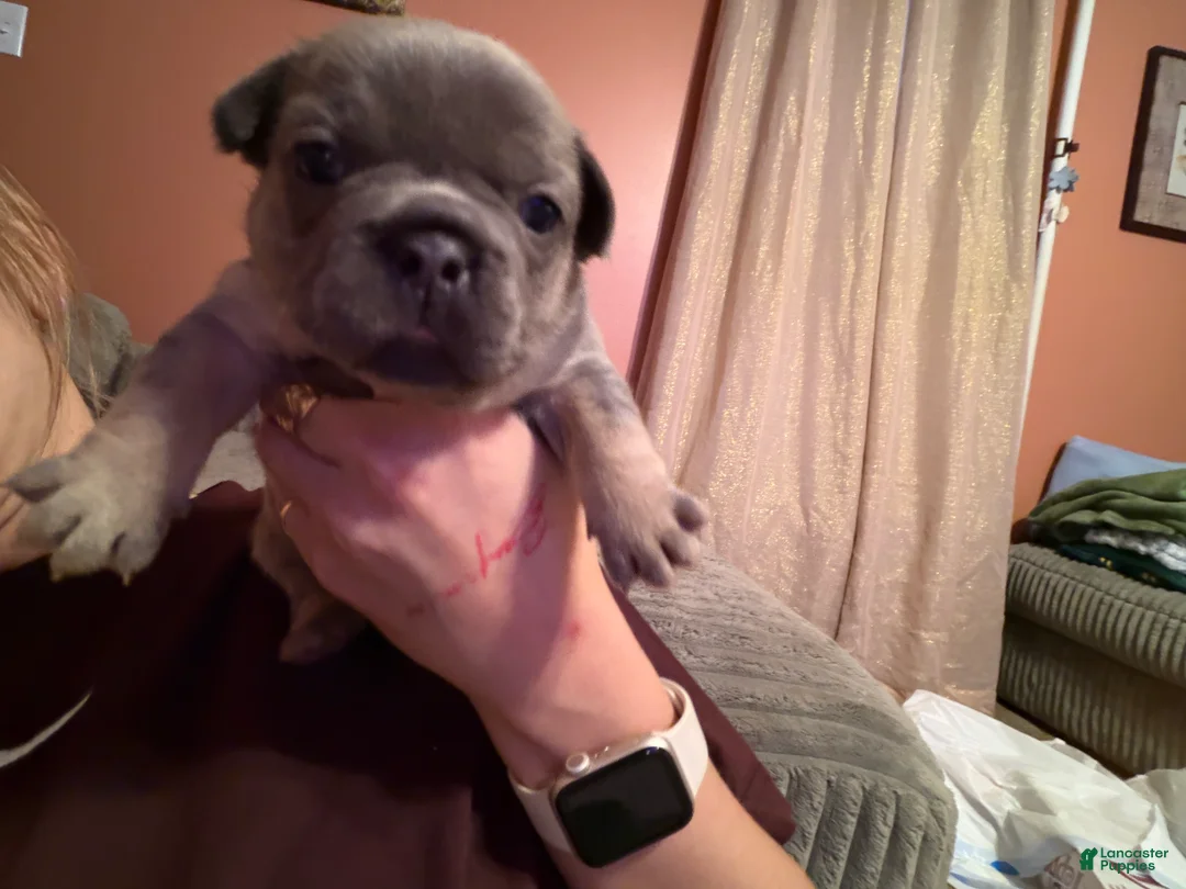 French Bulldog dogs for sale: French Bulldog Puppy 7 - Ad 1