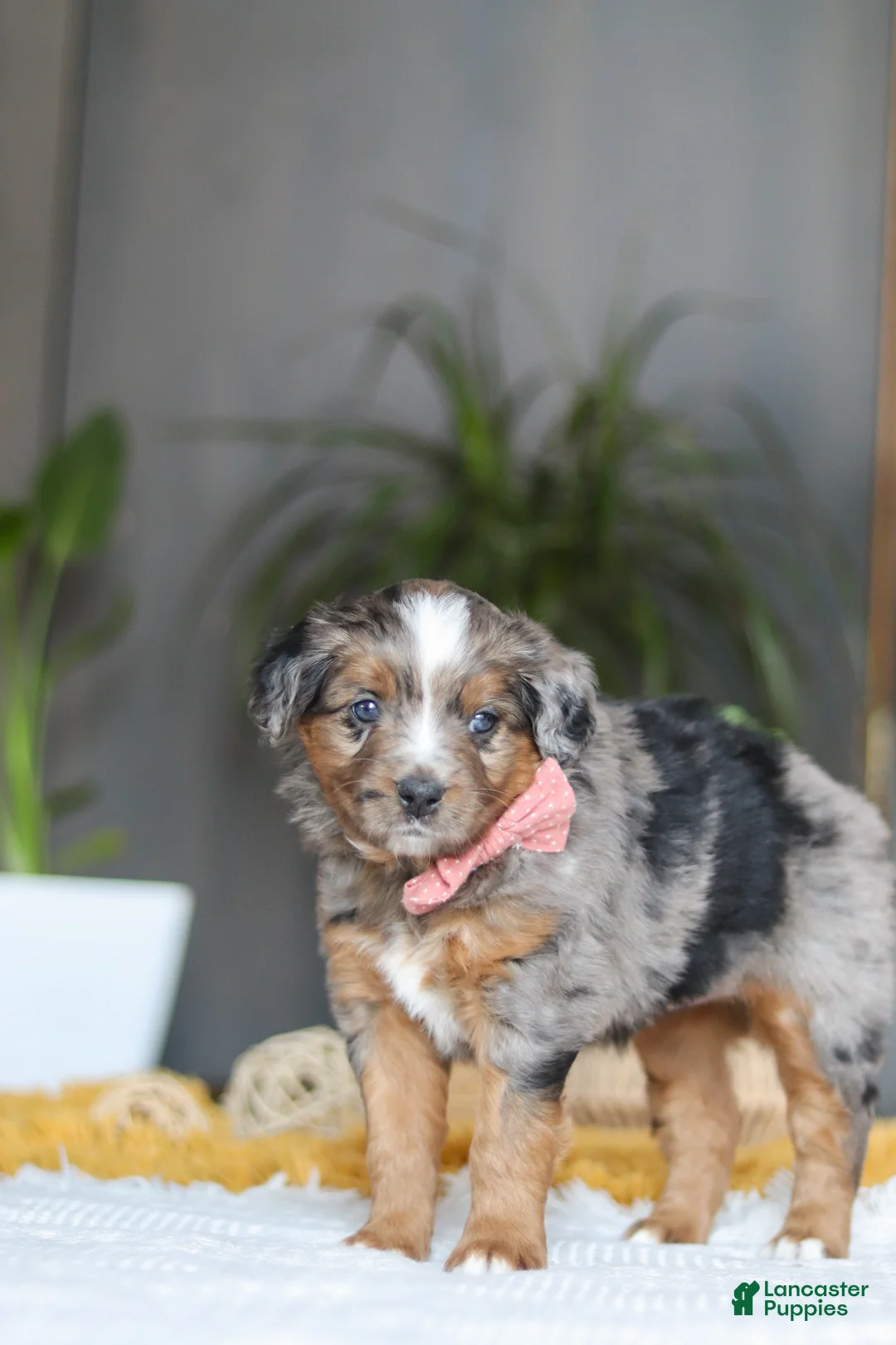 Mixed Breed dogs for sale: Azure - Ad 6