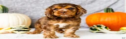 Cocker Spaniel dogs for sale: Zion - Ad 3