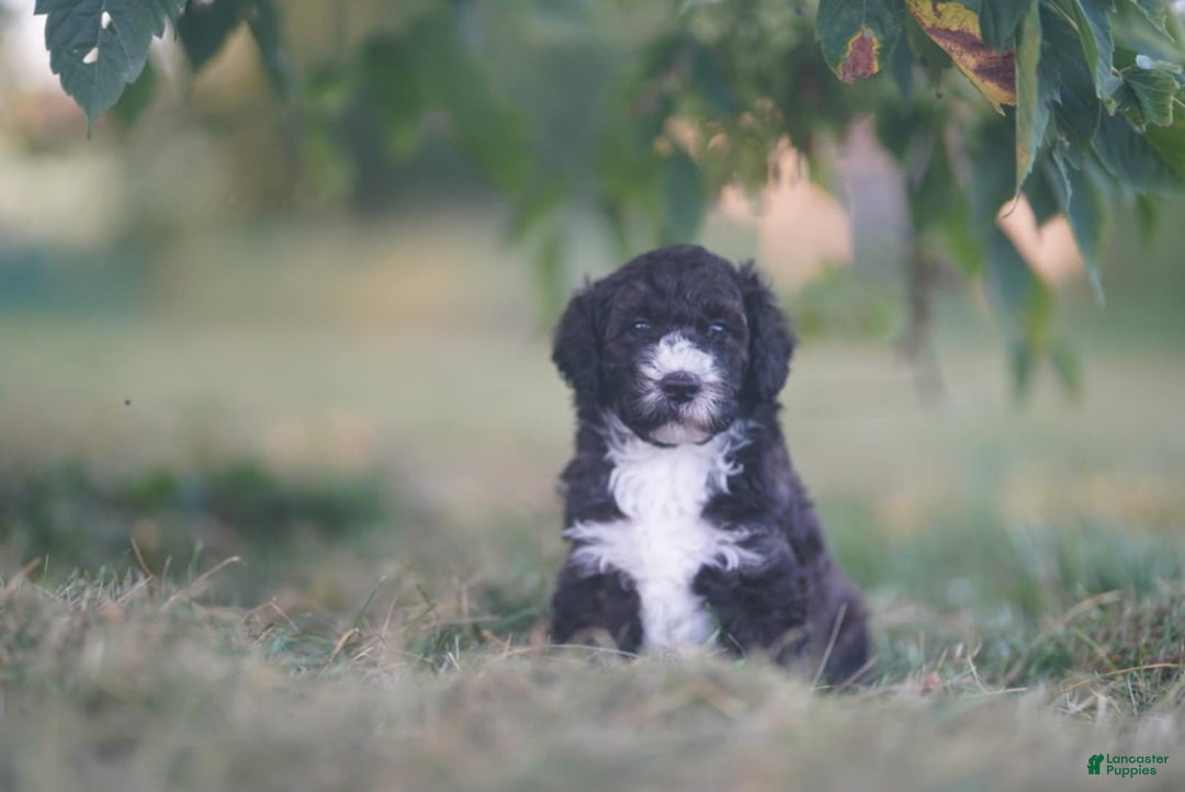 Canine Black And White Portuguese Water Dog Puppies