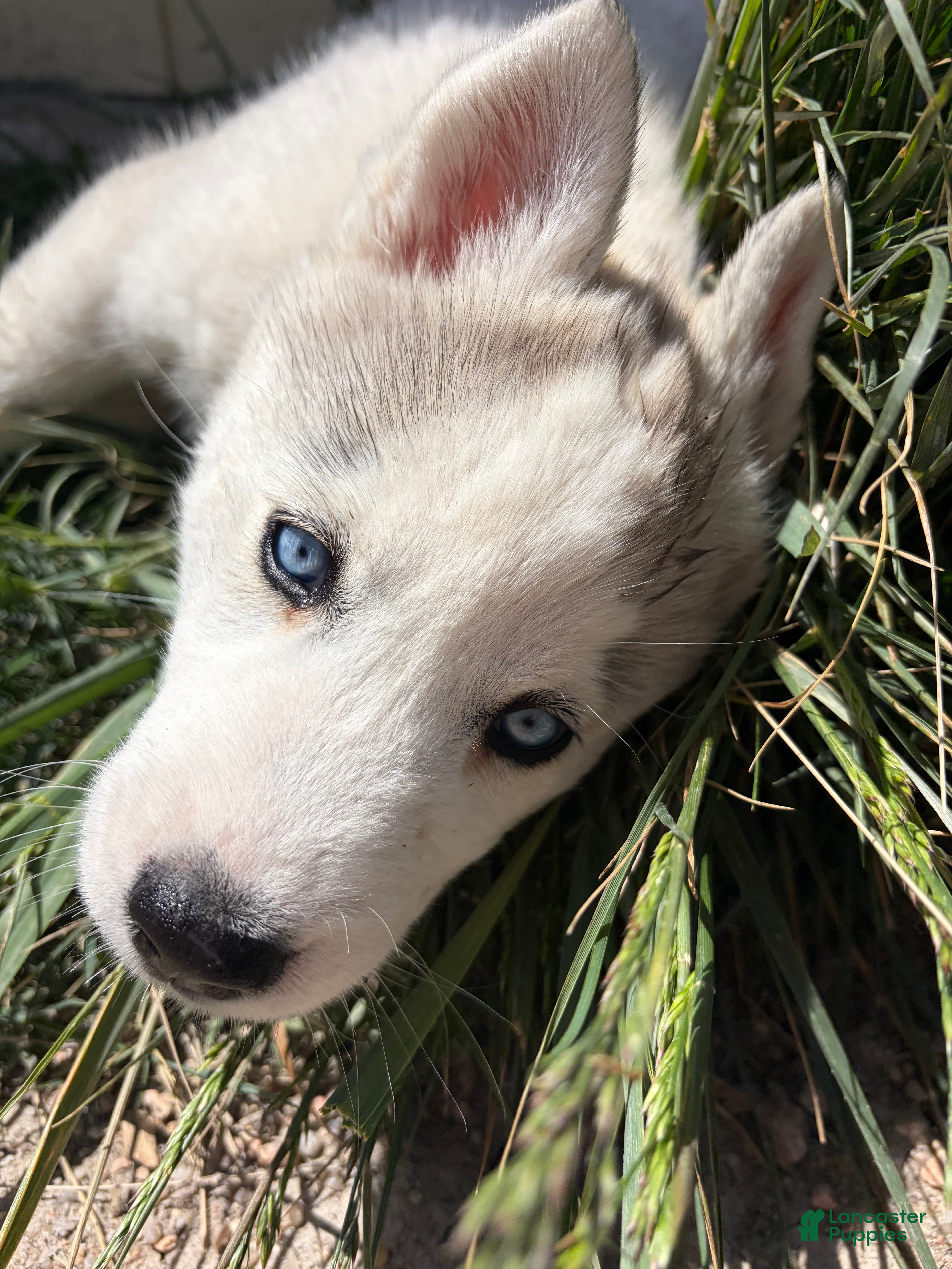 Siberian Husky dogs  Valkiera - Ad 1