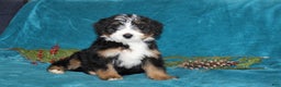 Mini Bernedoodle dogs for sale: Bouncer - Ad 3
