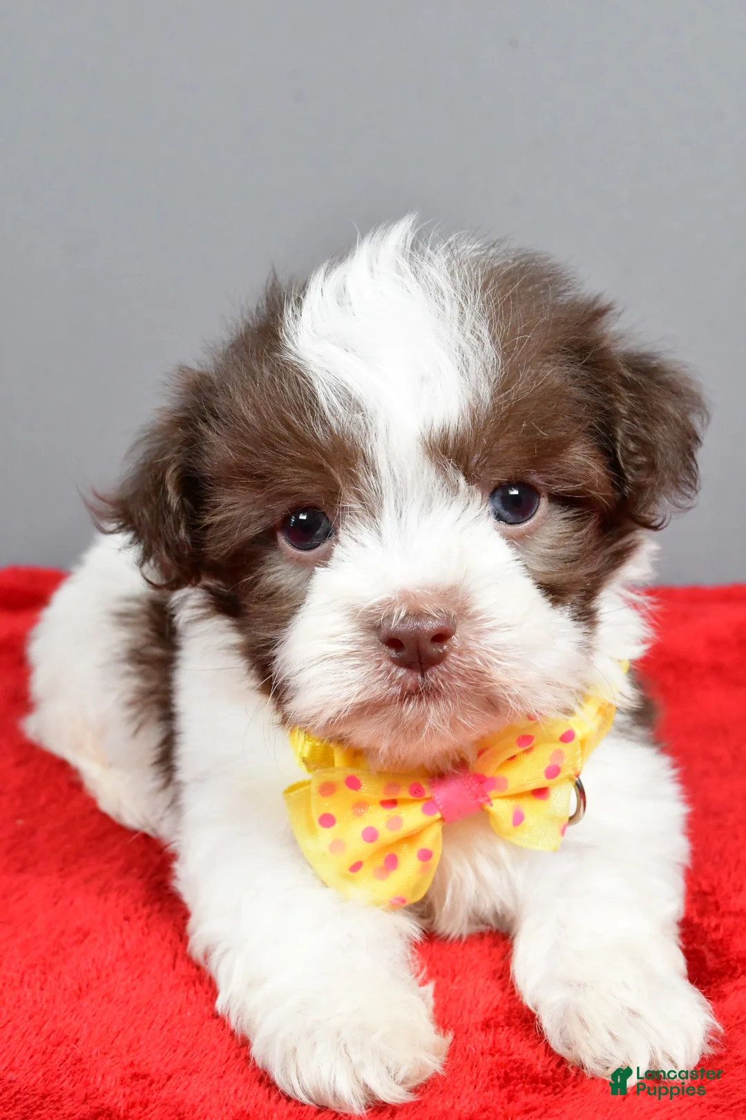 Havanese dogs for sale: Zeke - Ad 4