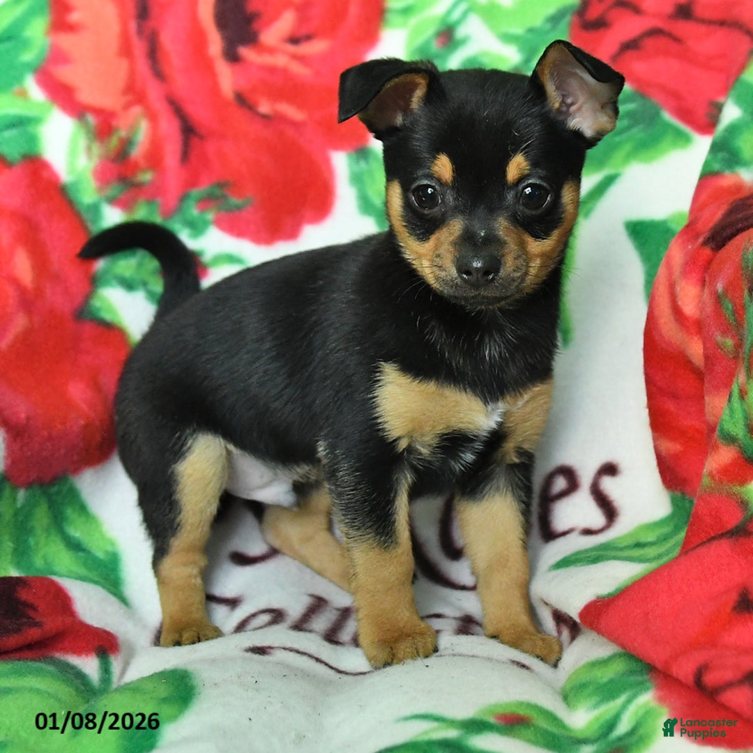 Chihuahua dogs for sale: Allen - Ad 3