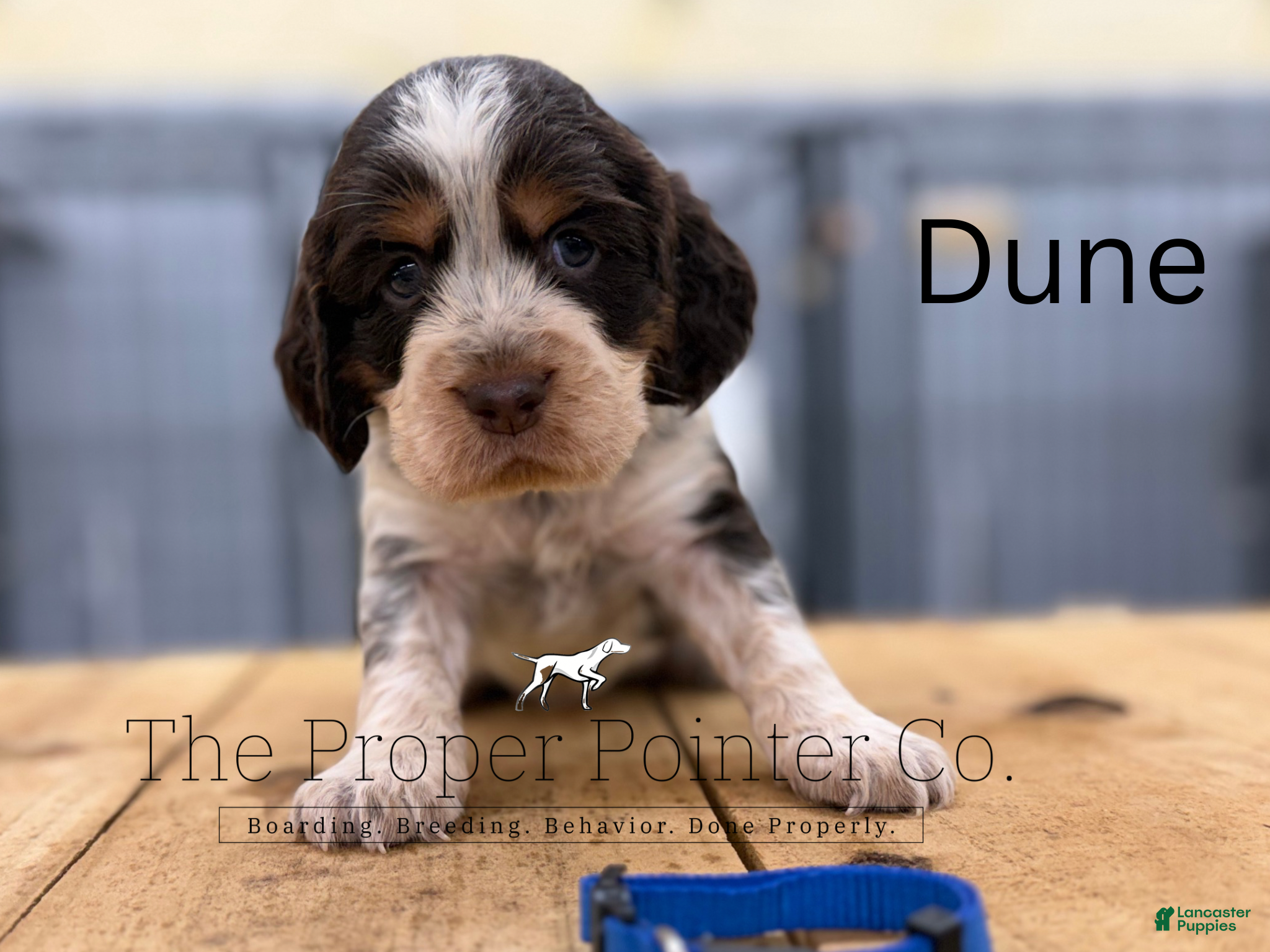 English Springer Spaniel dogs Dune - Ad 1