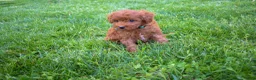 Miniature Poodle dogs for sale: Dakota 💕🐶 - Ad 8