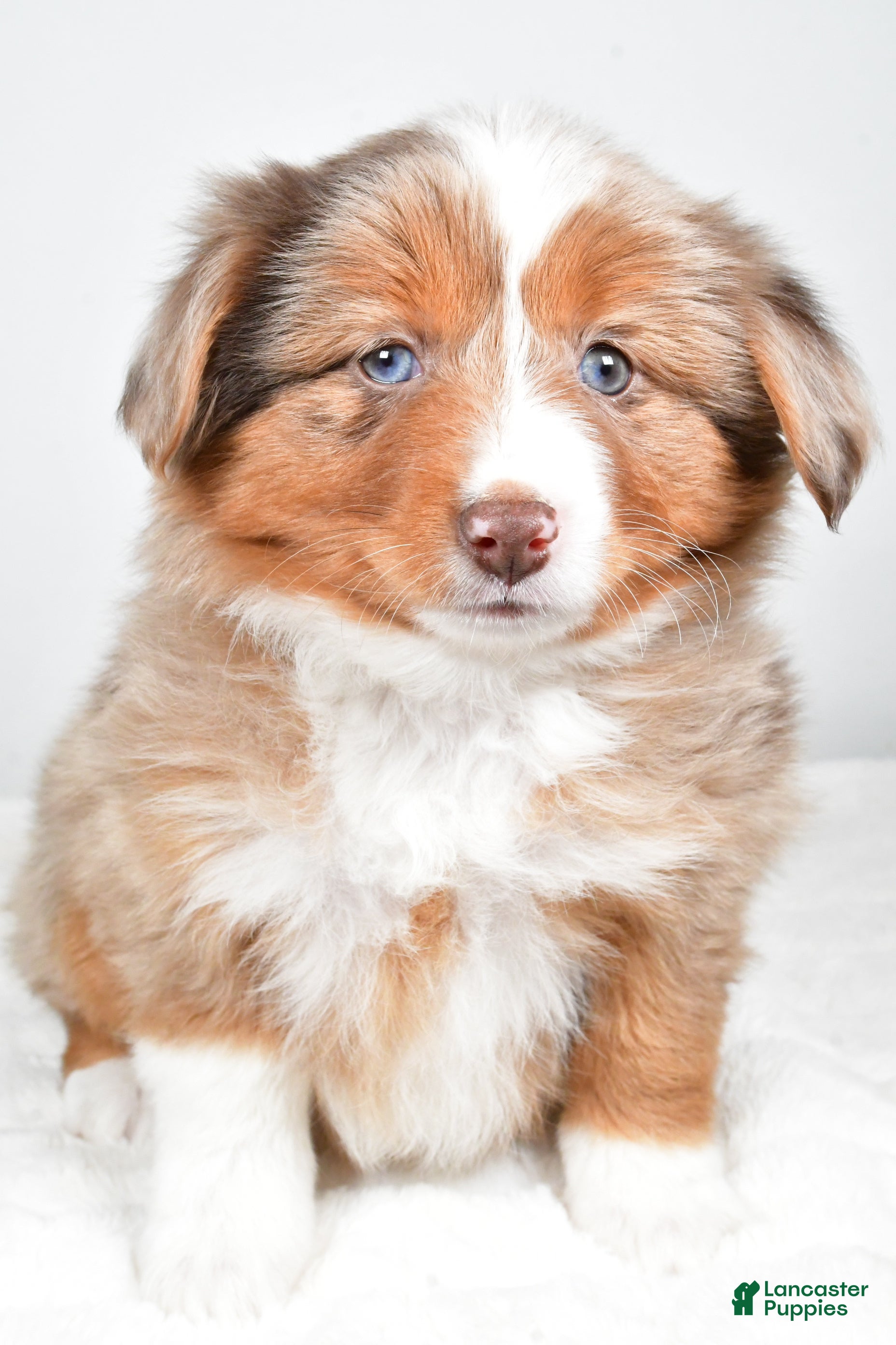 Miniature Australian Shepherd dogs Rose - Ad 22