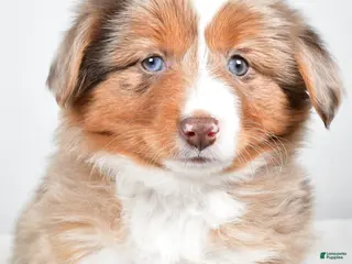 Miniature Australian Shepherd dogs Rose - Ad 42