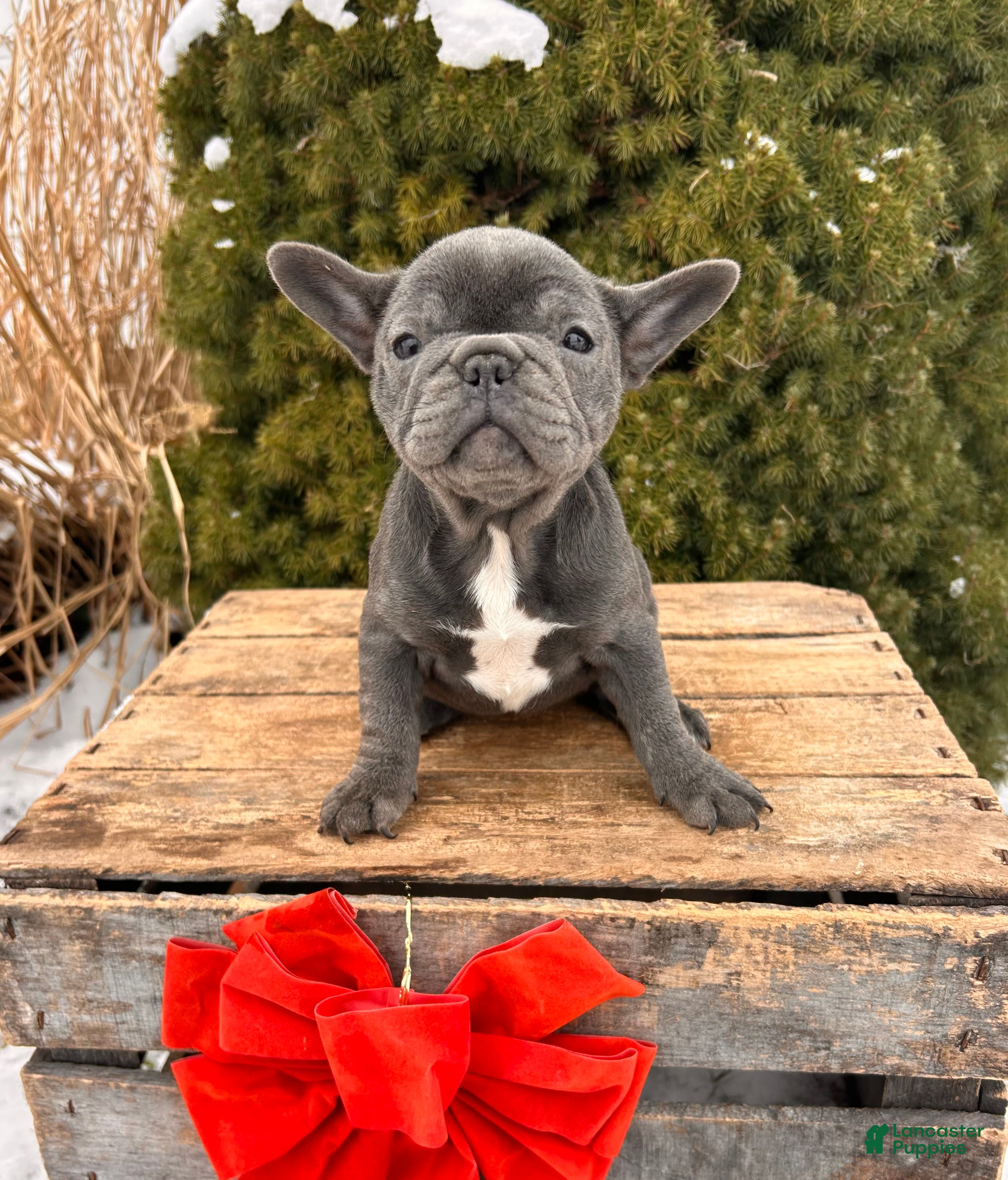 French Bulldog dogs Finley - Ad 42