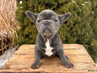 French Bulldog dogs Finley - Ad 42