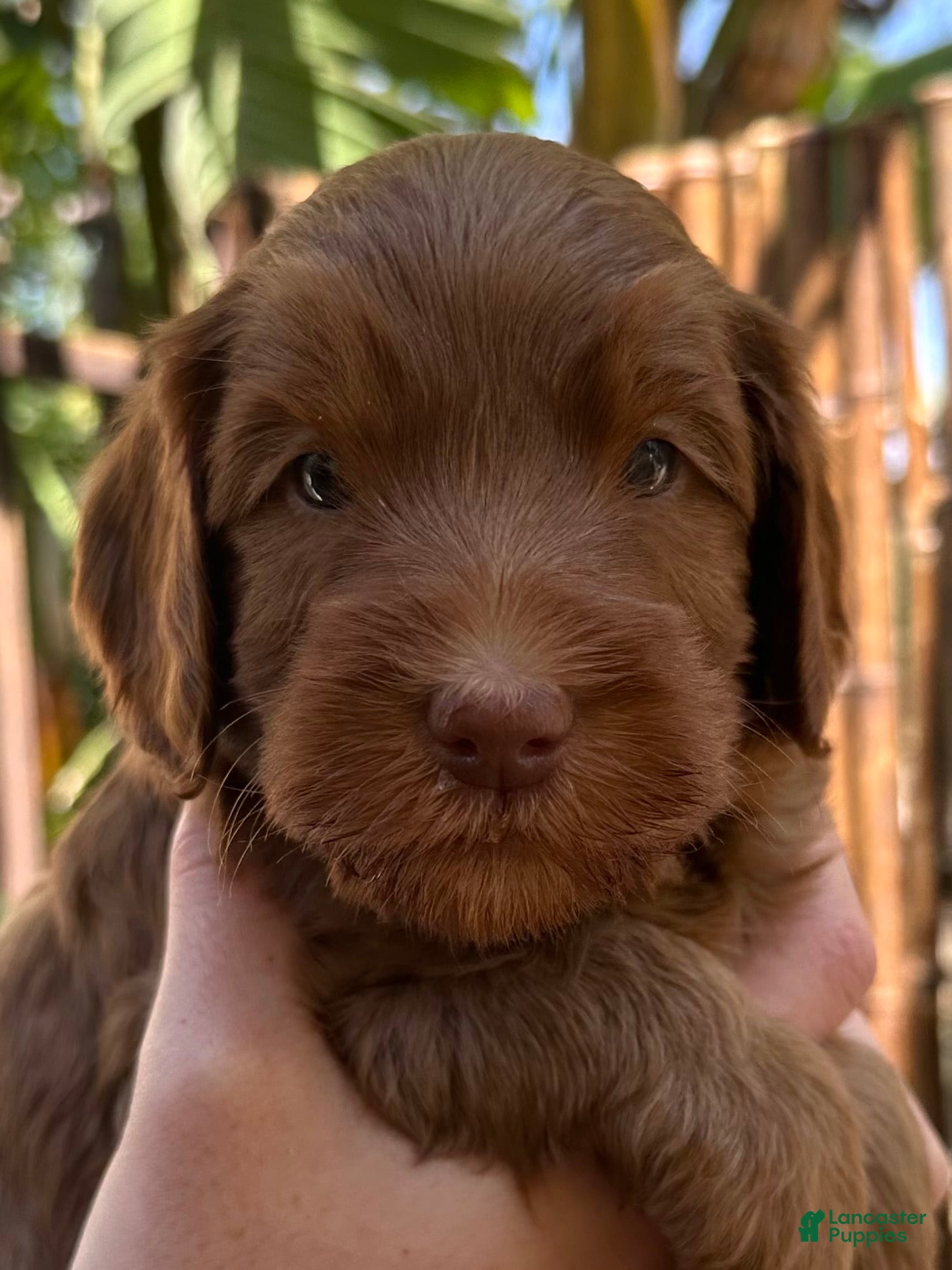 Duke