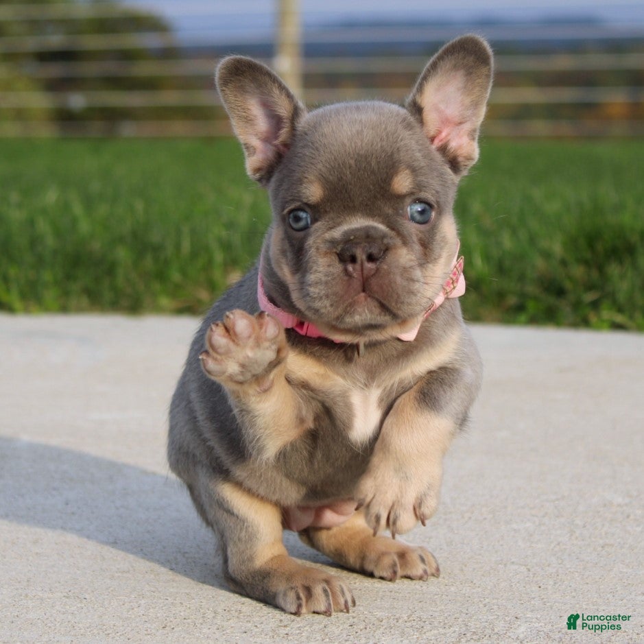 French Bulldog dogs Minty - Ad 26