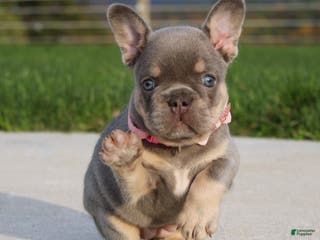 French Bulldog dogs Minty - Ad 5