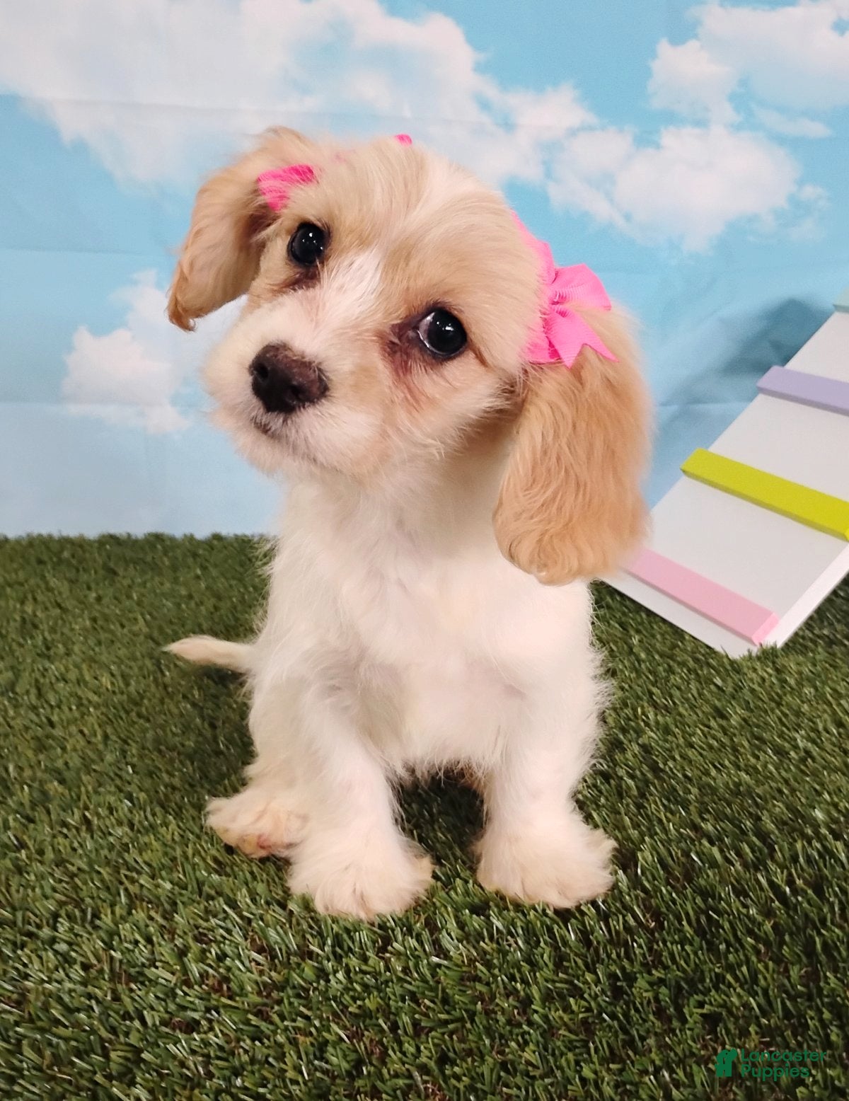 Cavachon dogs Bella - Ad 1