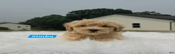Maltipoo dogs for sale: Simba - Ad 4