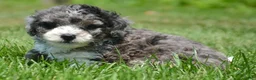 Bernedoodle dogs for sale: Barkley Bernedoodle 2 - Ad 3