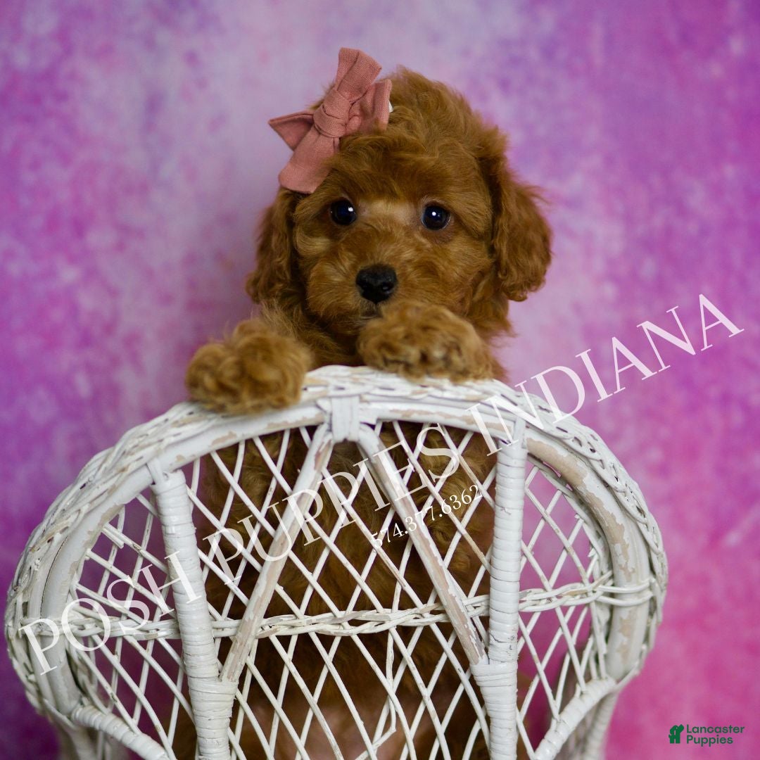 Toy Poodle dogs Meeka - Ad 26